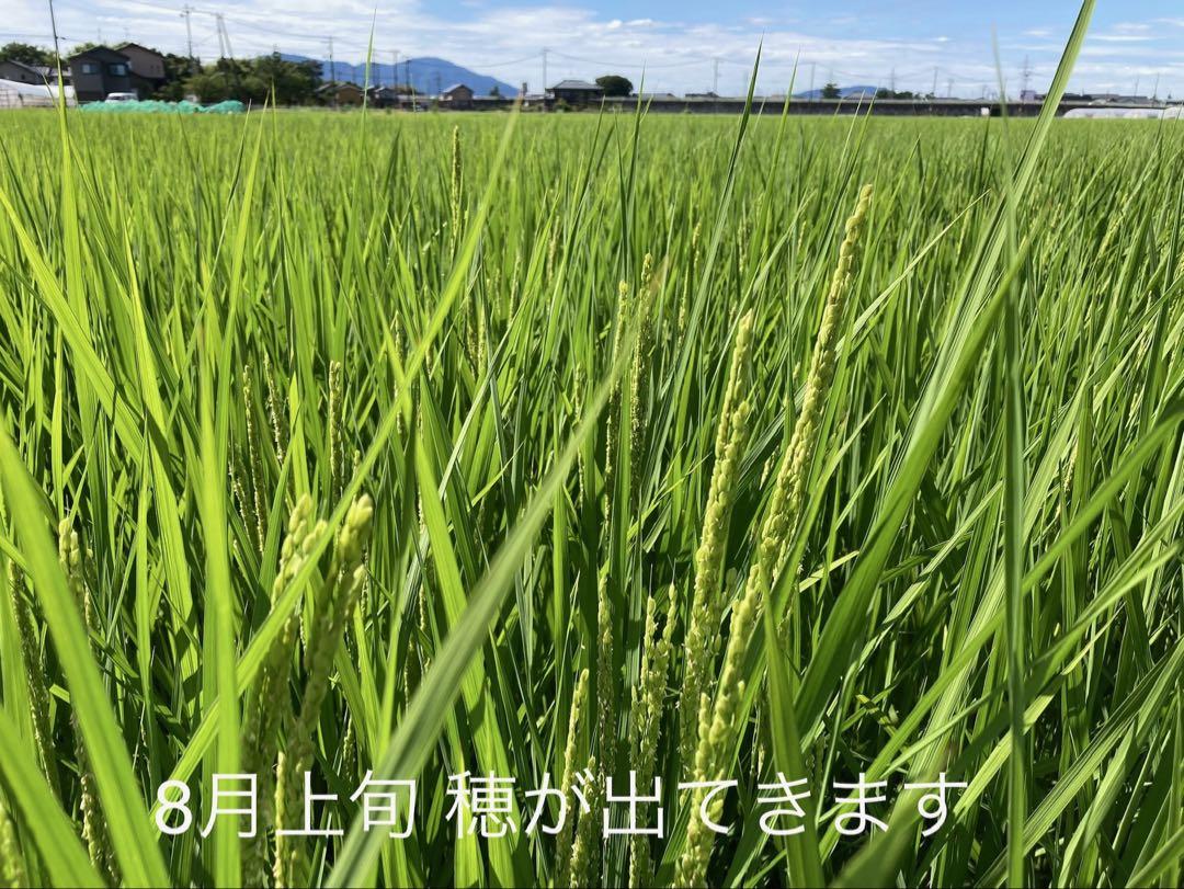 特別栽培高級米 新之助 30㌔玄米 田植え後農薬は除草剤のみ