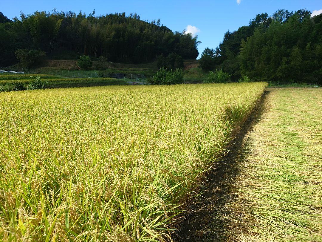 兵庫県淡路島産新鮮な玄米 １０kg