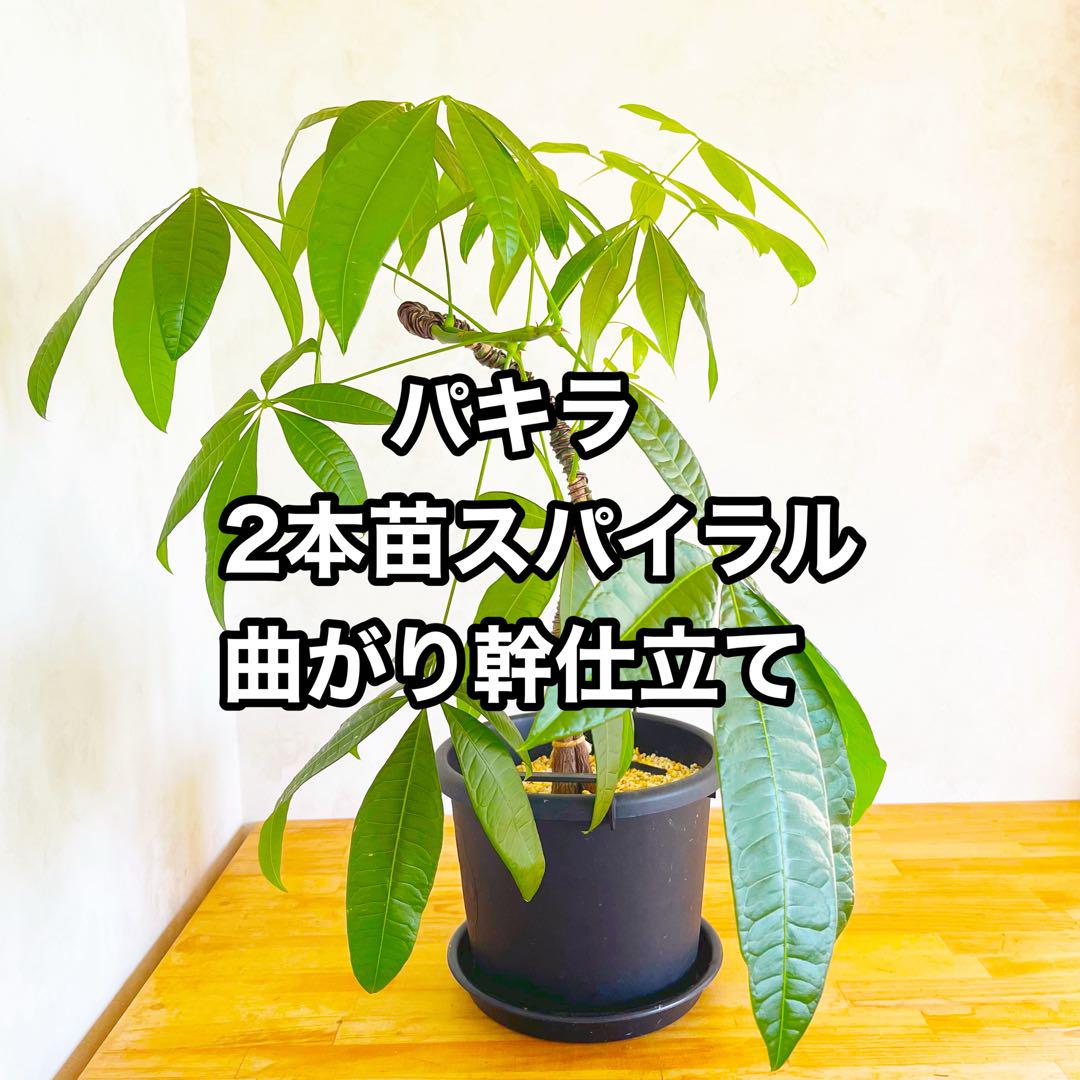 パキラ　2本苗スパイラル＋曲がり幹幹仕立て