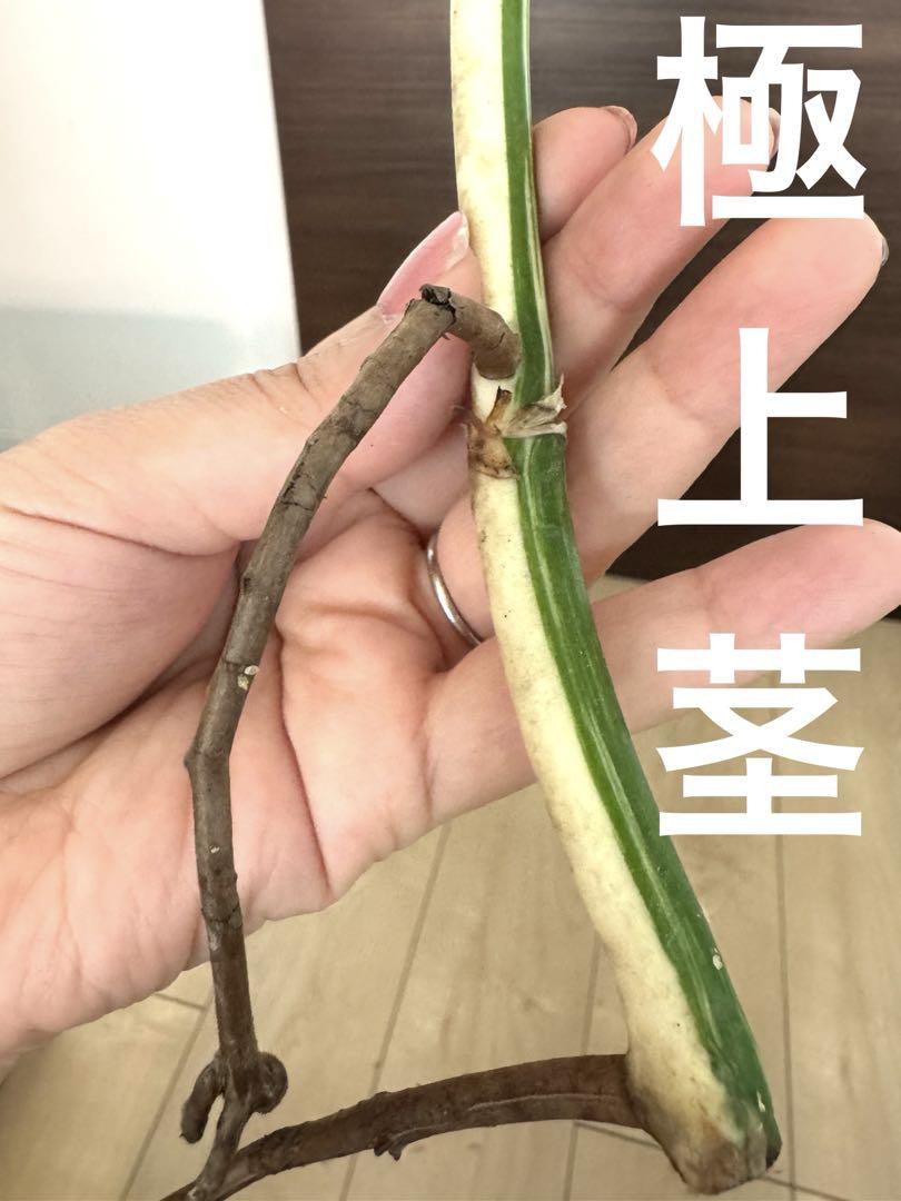 極上親株の茎！斑入りモンステラ ホワイトタイガー ハーフムーン
