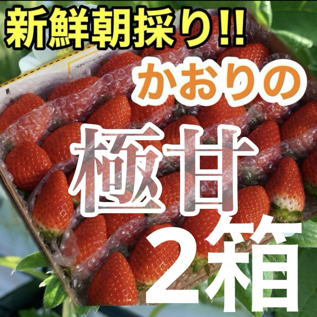 樹上完熟はれひめ 10kg箱