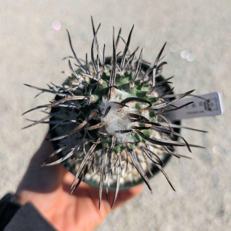 昇竜丸 実生 大株 鉢植えメルカリ便発送( •ω- )☆ - メルカリ 昇竜丸 実生 大株 鉢植えメルカリ便発送( •ω- )☆ - メルカリ