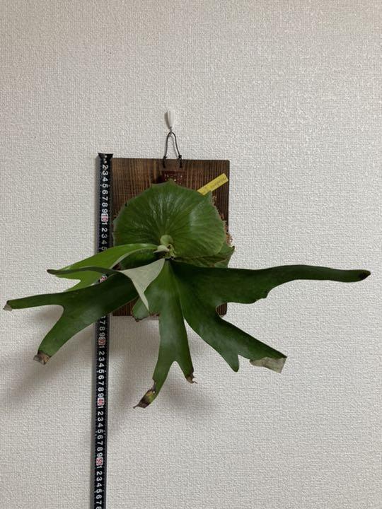 お盆セール ホーンズサプライズ 焼杉板付 Ffct0-m98729585697 観葉植物 コウモリラン 即納在庫