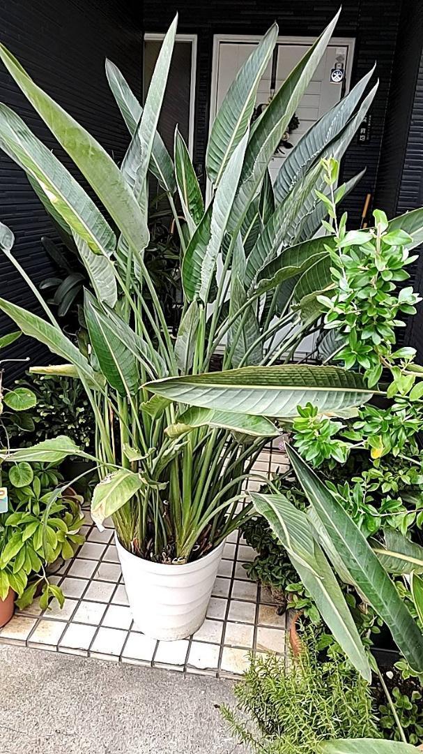 ストレリチア レギネ (Strelitzia reginae) 画像1