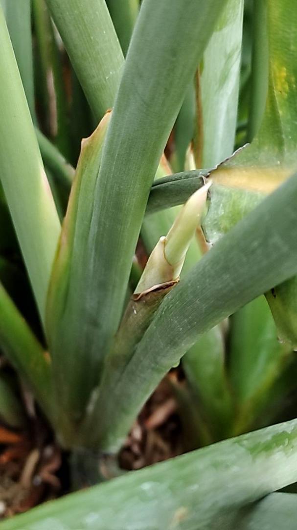 ストレリチア レギネ (Strelitzia reginae) 画像6