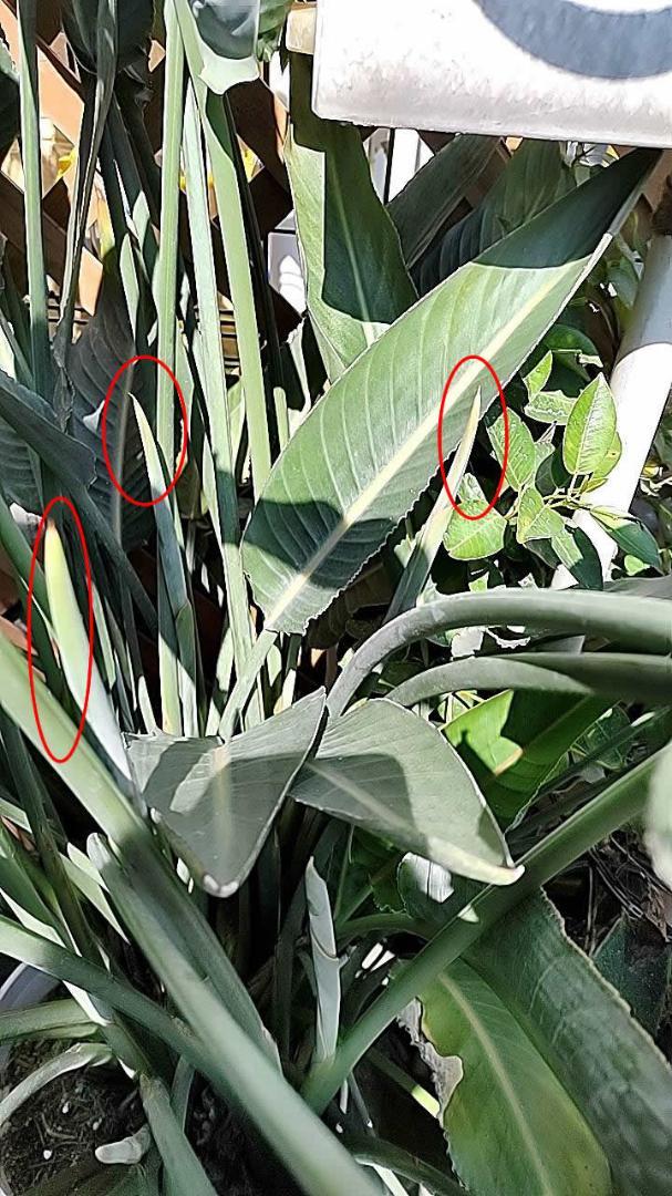 ストレリチア レギネ (Strelitzia reginae) 画像8