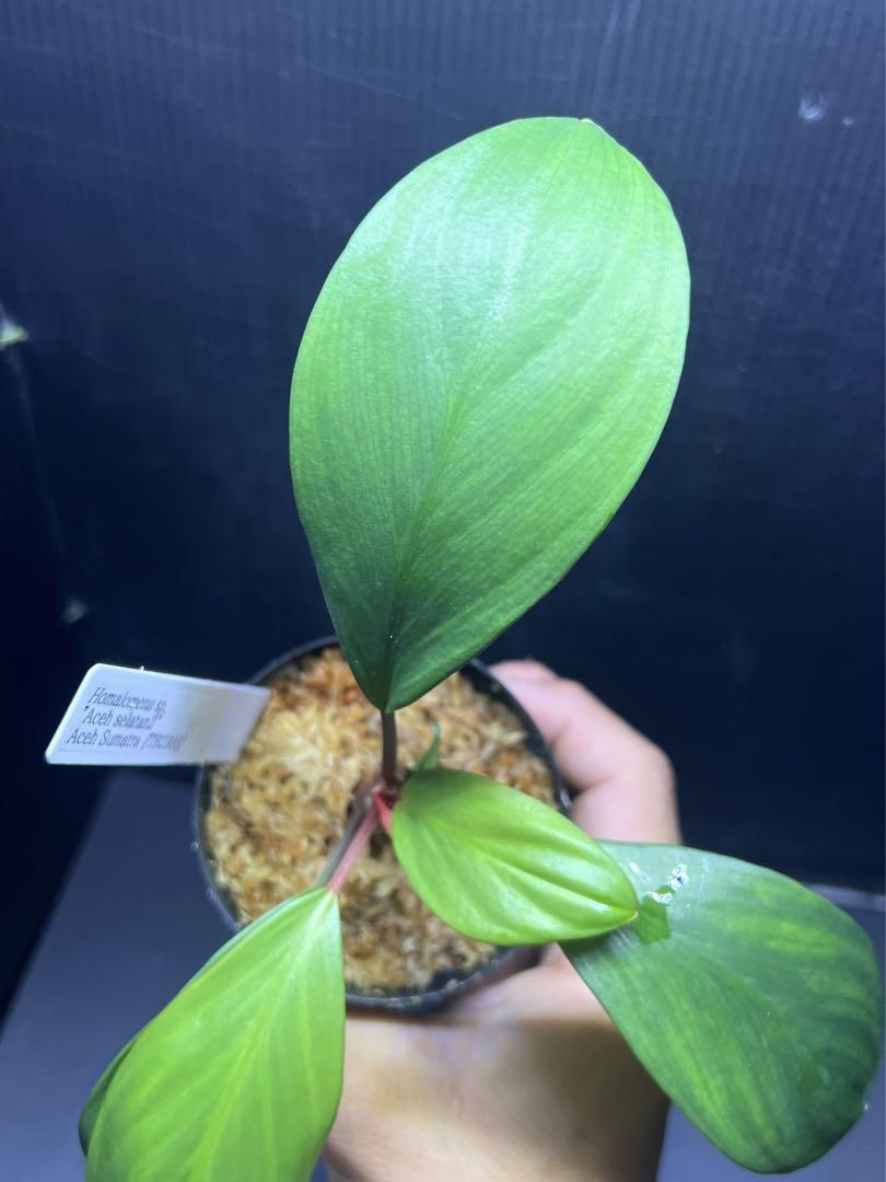 Homalomena sp. 