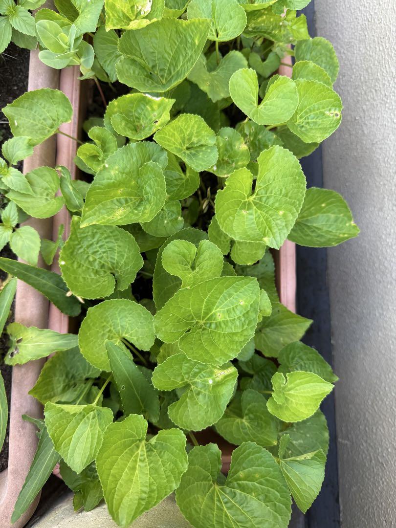 無農薬 多年草 青スミレ 抜き苗 3株(大小あり) - メルカリ