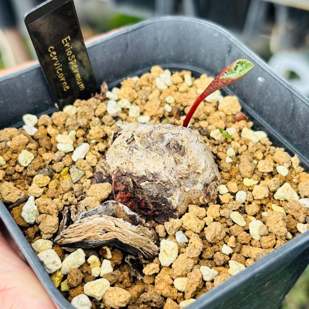 ケープバルブ 塊根