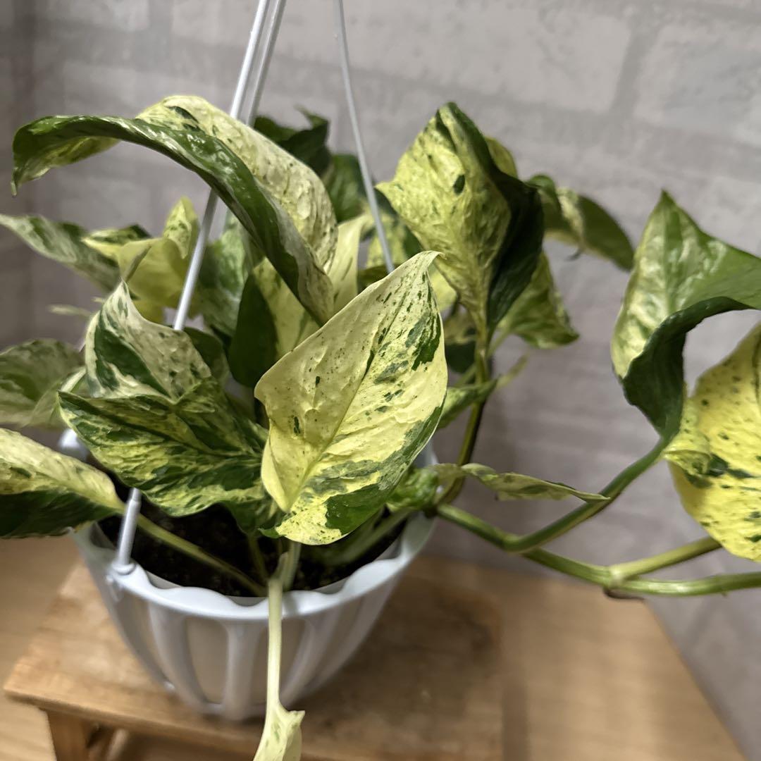 ☘観葉植物☘ポトス テルノグレース②（エピプレナム フィロデンドロン ）