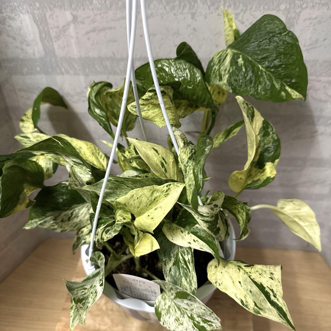 ☘観葉植物☘ポトス テルノグレース②（エピプレナム フィロデンドロン ）