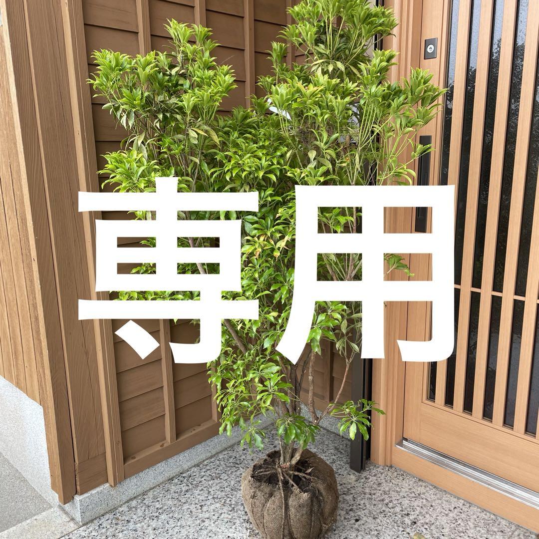 専用