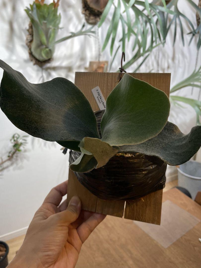 【plantsplants】P. FSQ DeLaRocha/デラロッチャ