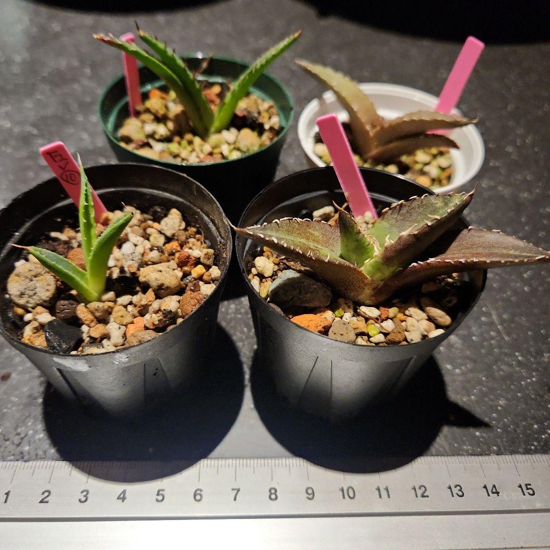 種子] アガベ エボリスピナ Agave utahensis var. eborispinaの
