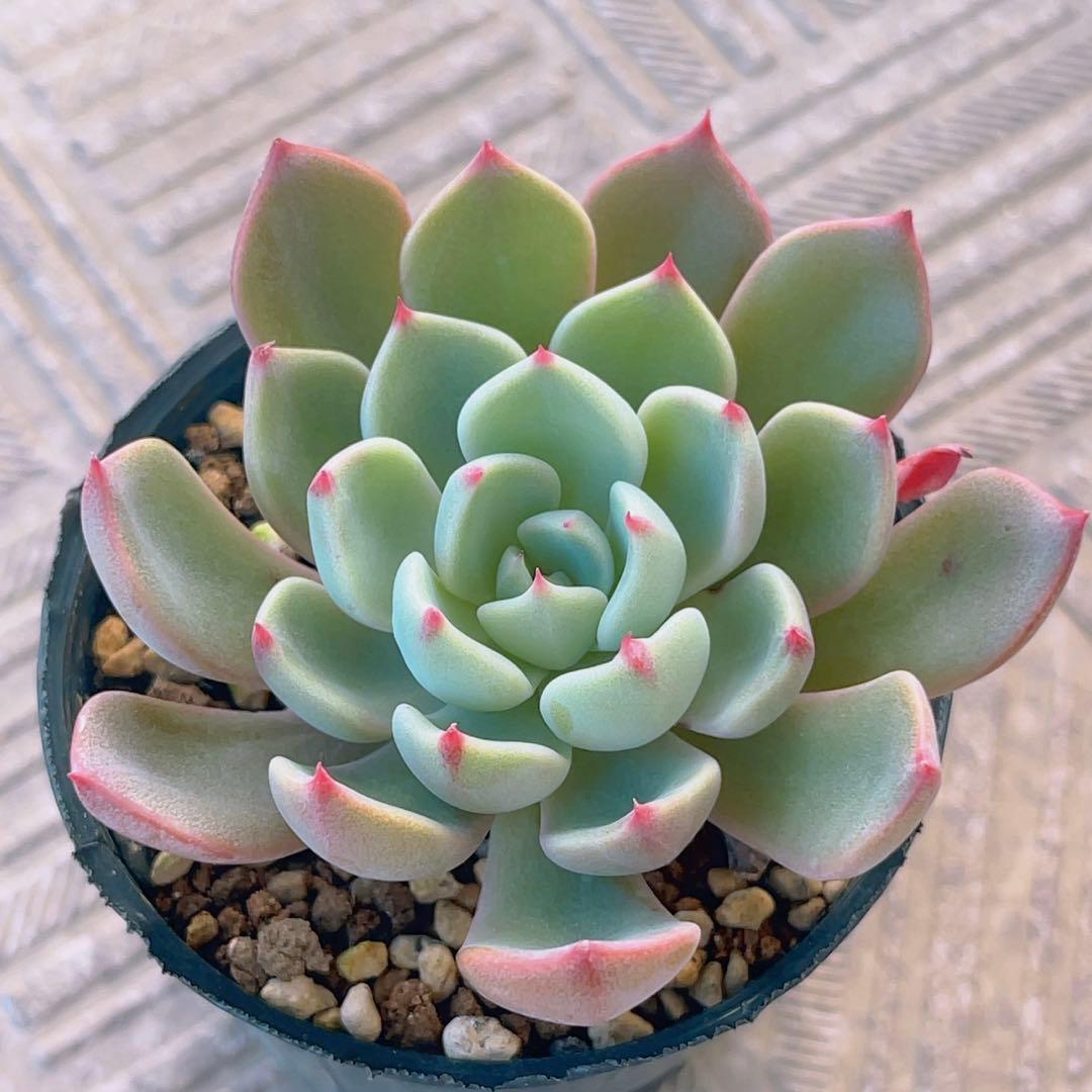 七福美尼」抜き苗 エケベリア 多肉植物 - メルカリ