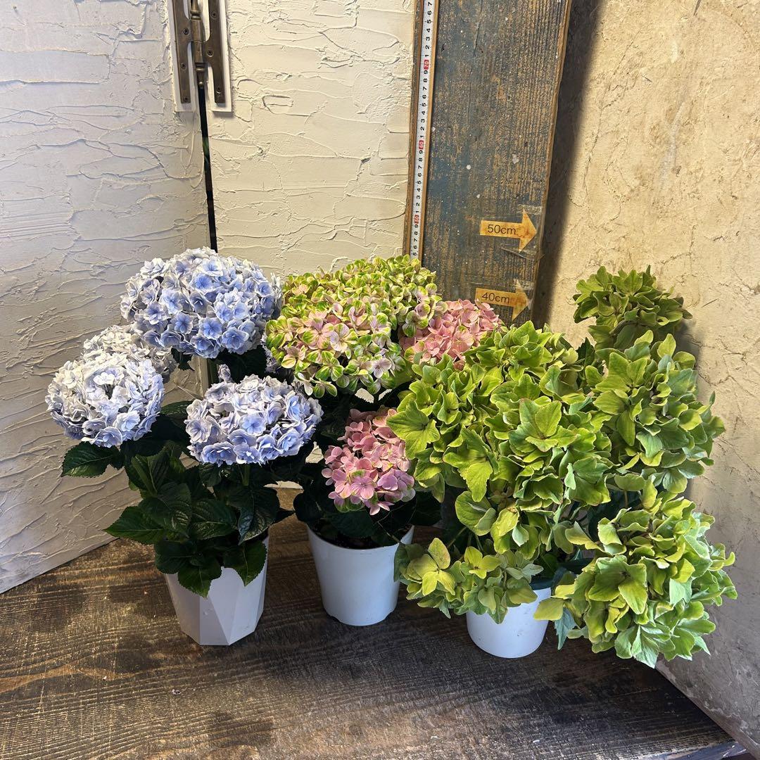 専用商品】 アジサイ リクエストアソート 紫陽花
