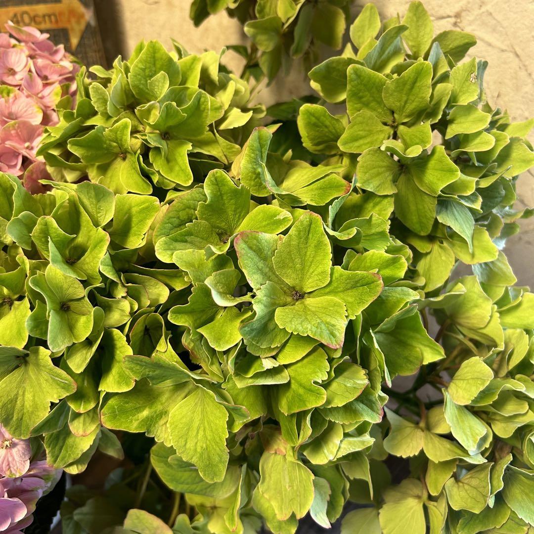 専用商品】 アジサイ リクエストアソート 紫陽花 - メルカリ