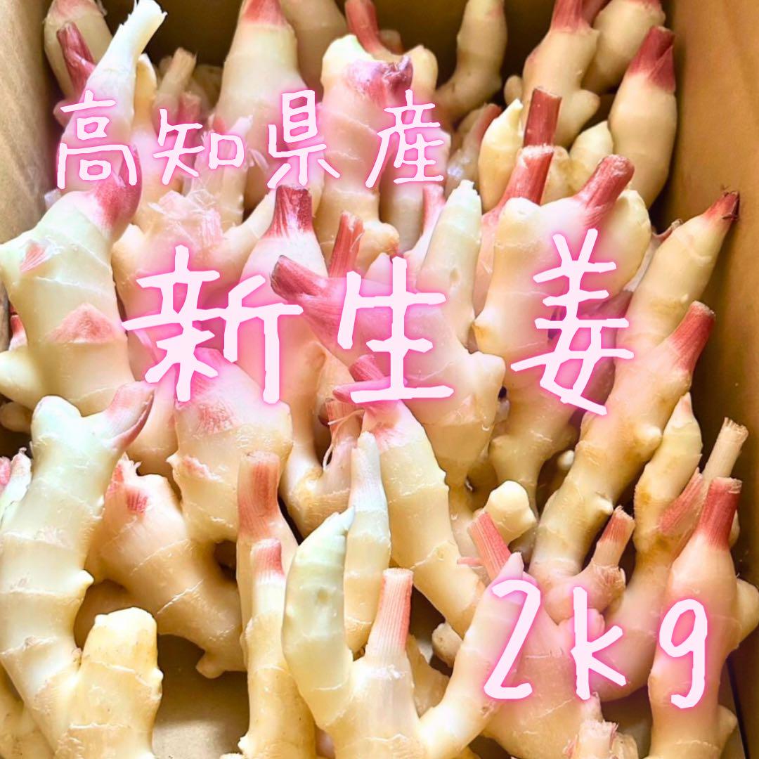 新生姜　お買得　箱込　13