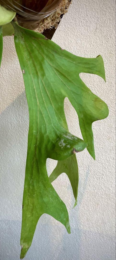 ワリチー Platycerium wallichii ビカクシダ ワイルド タイ