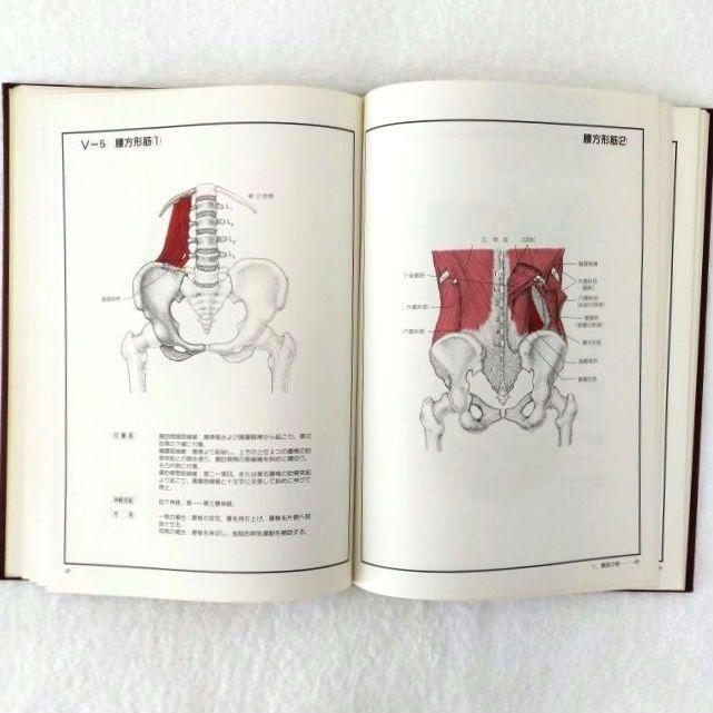 良品・絶版】チャートブック／ 骨格筋の解剖 ／医学博士 川