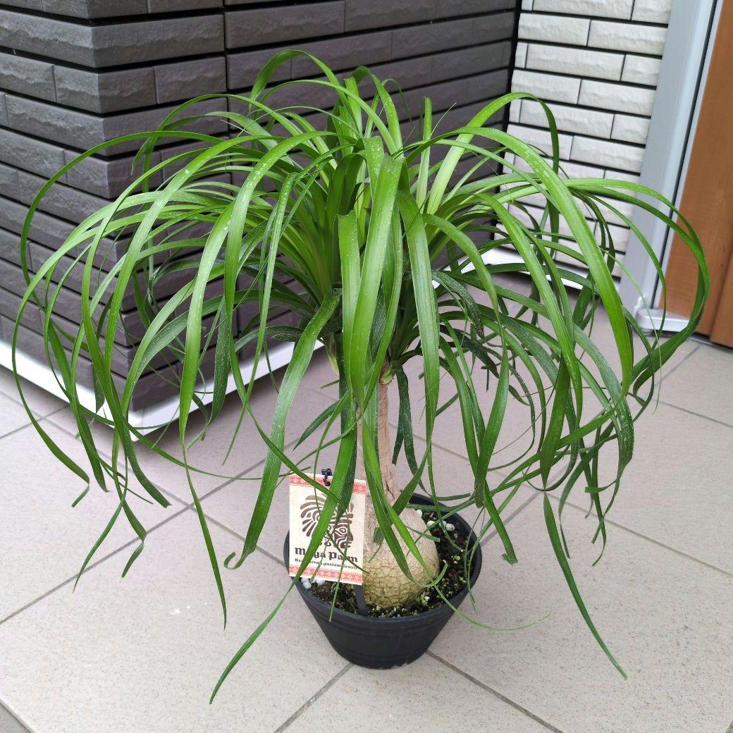 観葉植物　トックリラン　ポニーテール　マヤパーム　ノリナ　マヤツリー　８号鉢 ポニーテール＊トックリラン＊人気のインテリアグリーン＊観葉