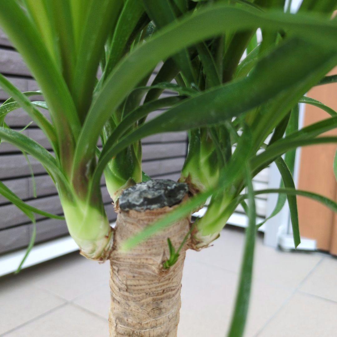 観葉植物　トックリラン　ポニーテール　マヤパーム　ノリナ　マヤツリー　８号鉢 観葉植物 トックリランポニーテール（8号鉢）｜HanaPrime（ハナ