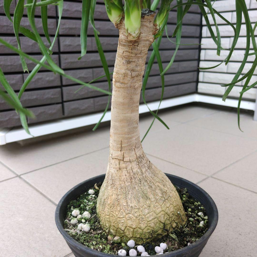 観葉植物　トックリラン　ポニーテール　マヤパーム　ノリナ　マヤツリー　尺鉢　背高 観葉植物 トックリラン ポニーテール マヤパーム ノリナ