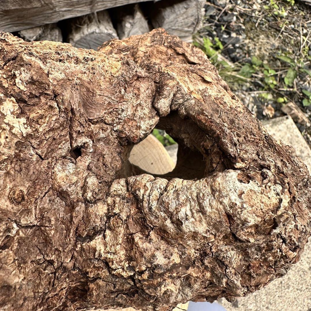 昆虫 カブトムシ クワガタ 昆虫飼育 止まり木 登り木 隠れ家