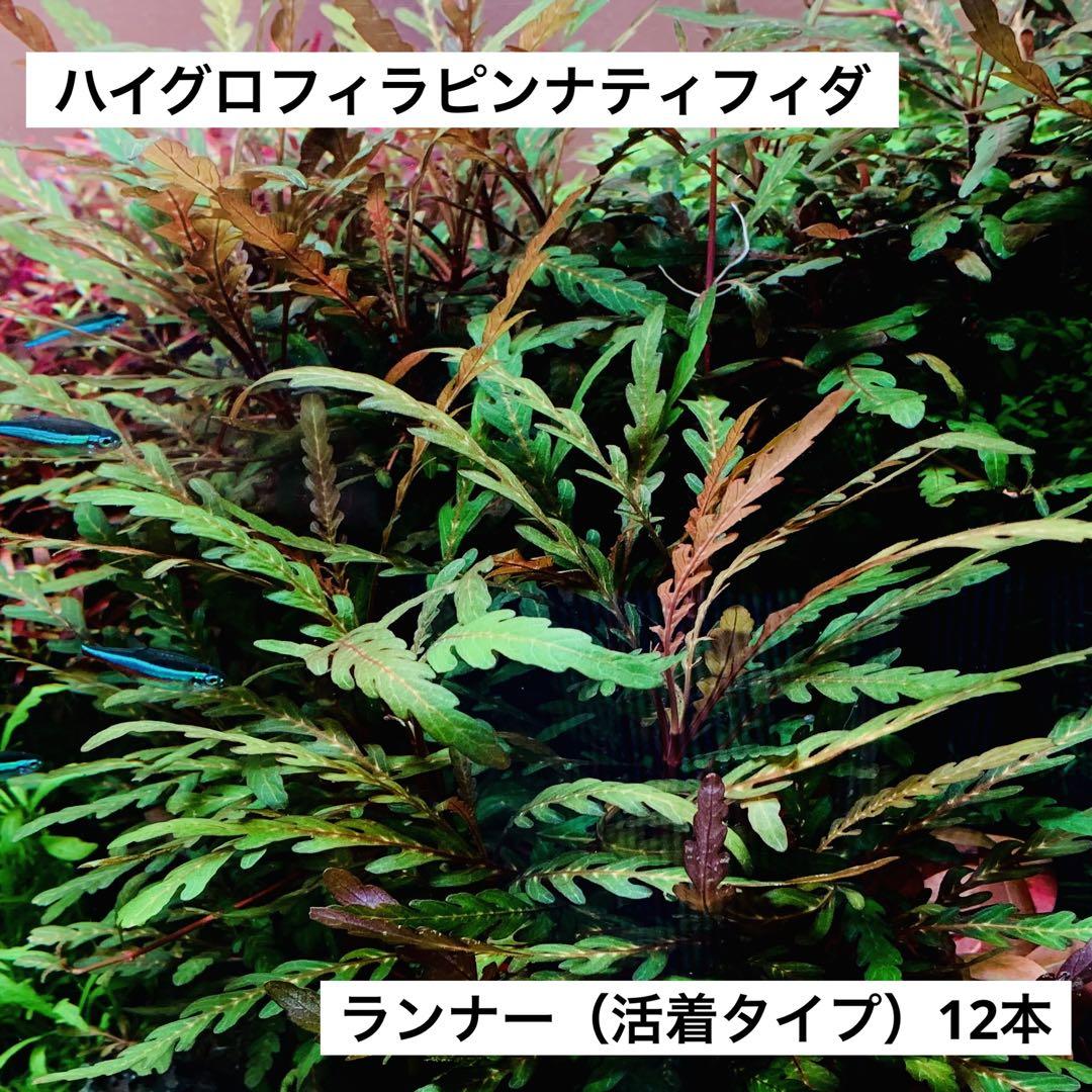 水草 ハイグロフィラ ピンナティフィダ ランナー 株 水中葉 アクアリウム 水槽
