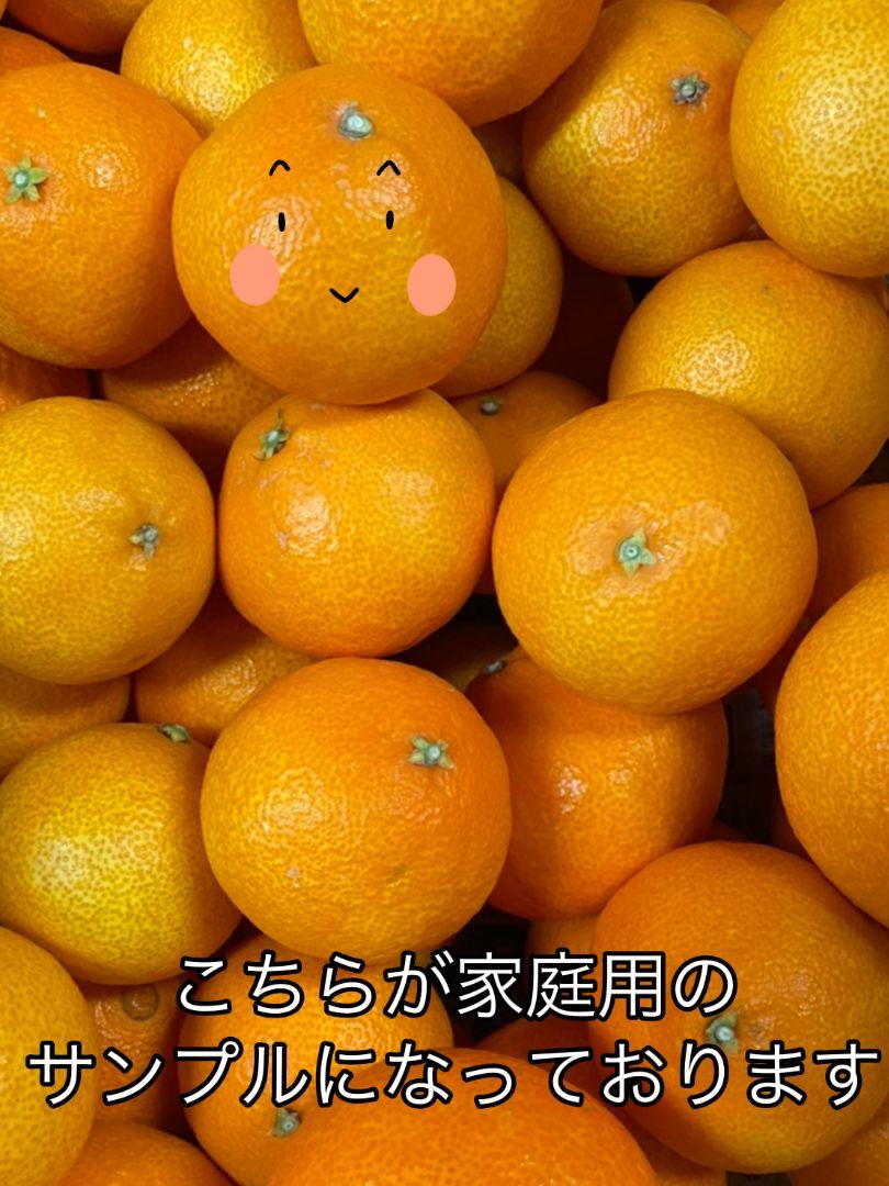 愛媛県産!!愛果28号(家庭用10キロ) 空島まどんな