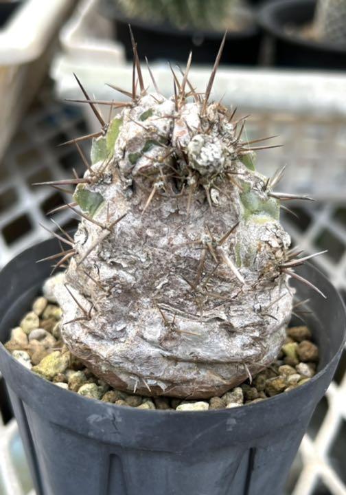35%割引グレイ系最先端 温室整理 サボテン 黒王丸 コピアポア 植物/観葉植物 インテリア・住まい・小物グレイ系-WWW.MEDIATICOS.COM.DO 35%割引グレイ系最先端 温室整理 サボテン 黒王丸 コピアポア 植物/観葉植物 インテリア・住まい・小物グレイ系-WWW.MEDIATICOS.COM.DO