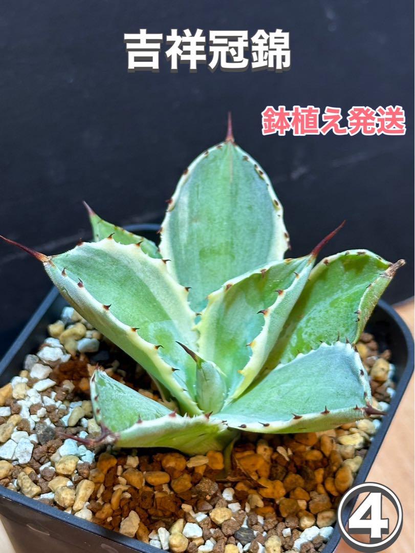 カ*ー様 アガベ・雷帝・【特選】スーパーコンパクト・低重心・コレクション株・超希 Heartplants