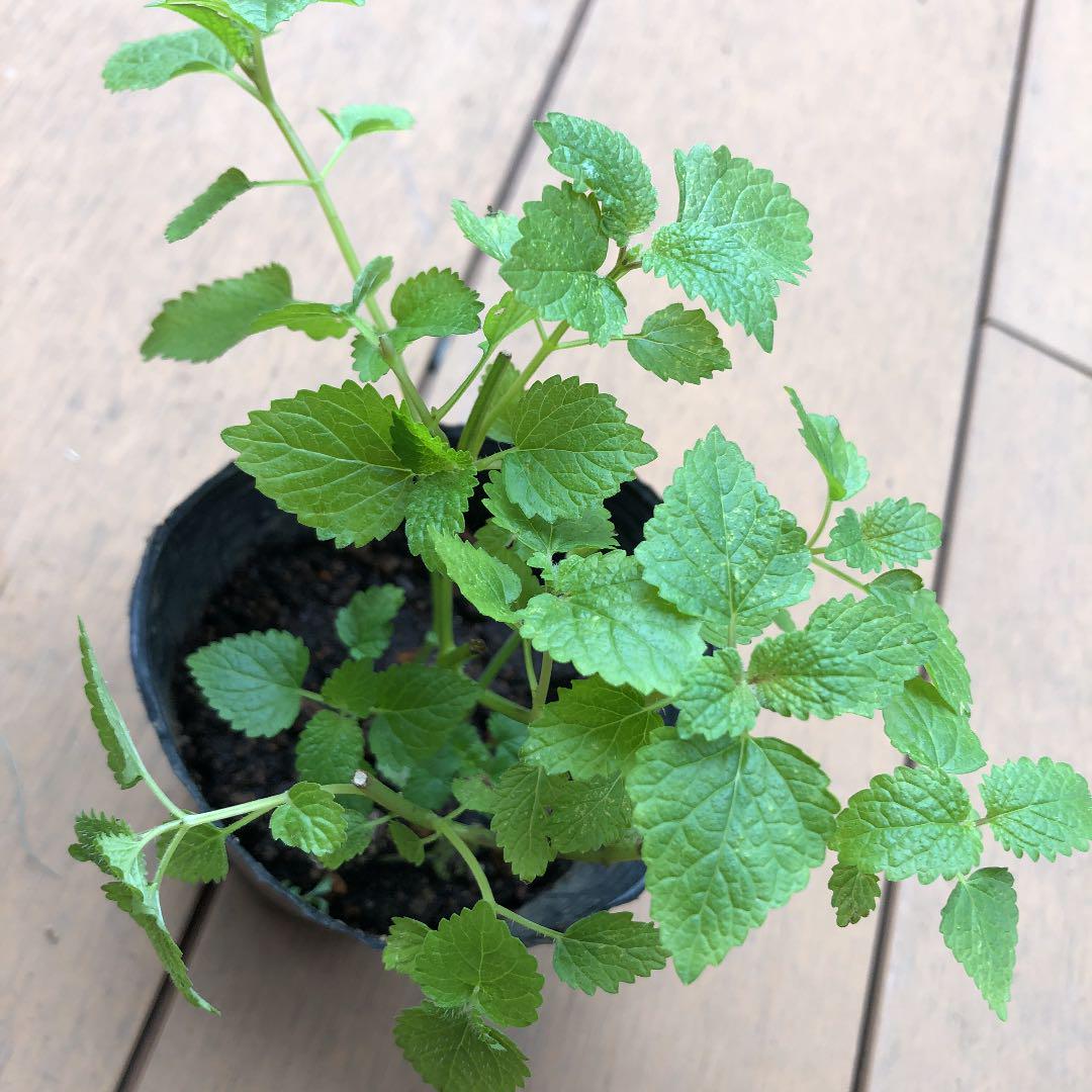 レモンバーム植物を播種する方法