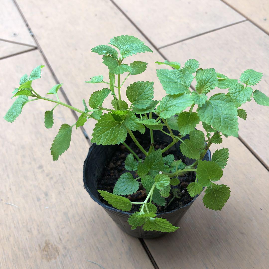 レモンバーム植物を播種する方法