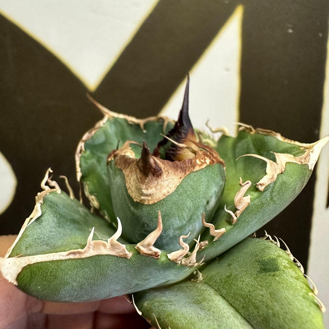 LED管理株目立った傷や汚れなし