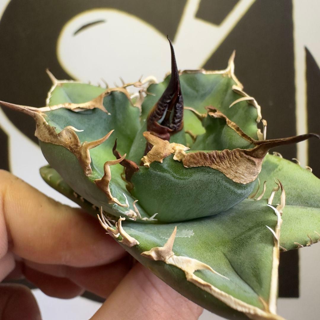 LED管理株目立った傷や汚れなし