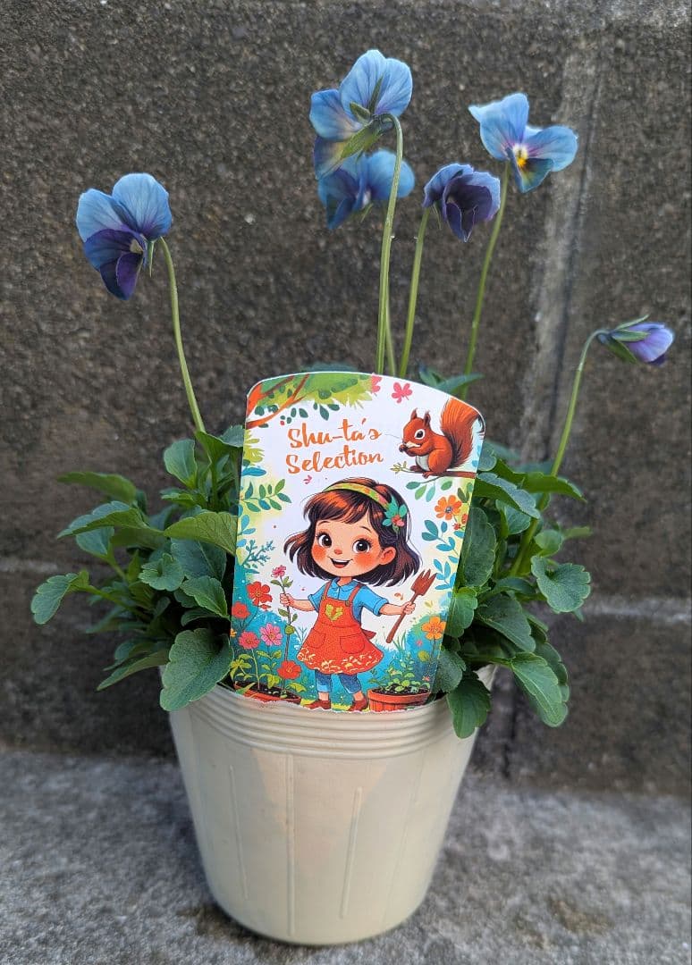 稀少品種パルプンテとラピスラズリとヌーヴェルヴァーグ3苗セット