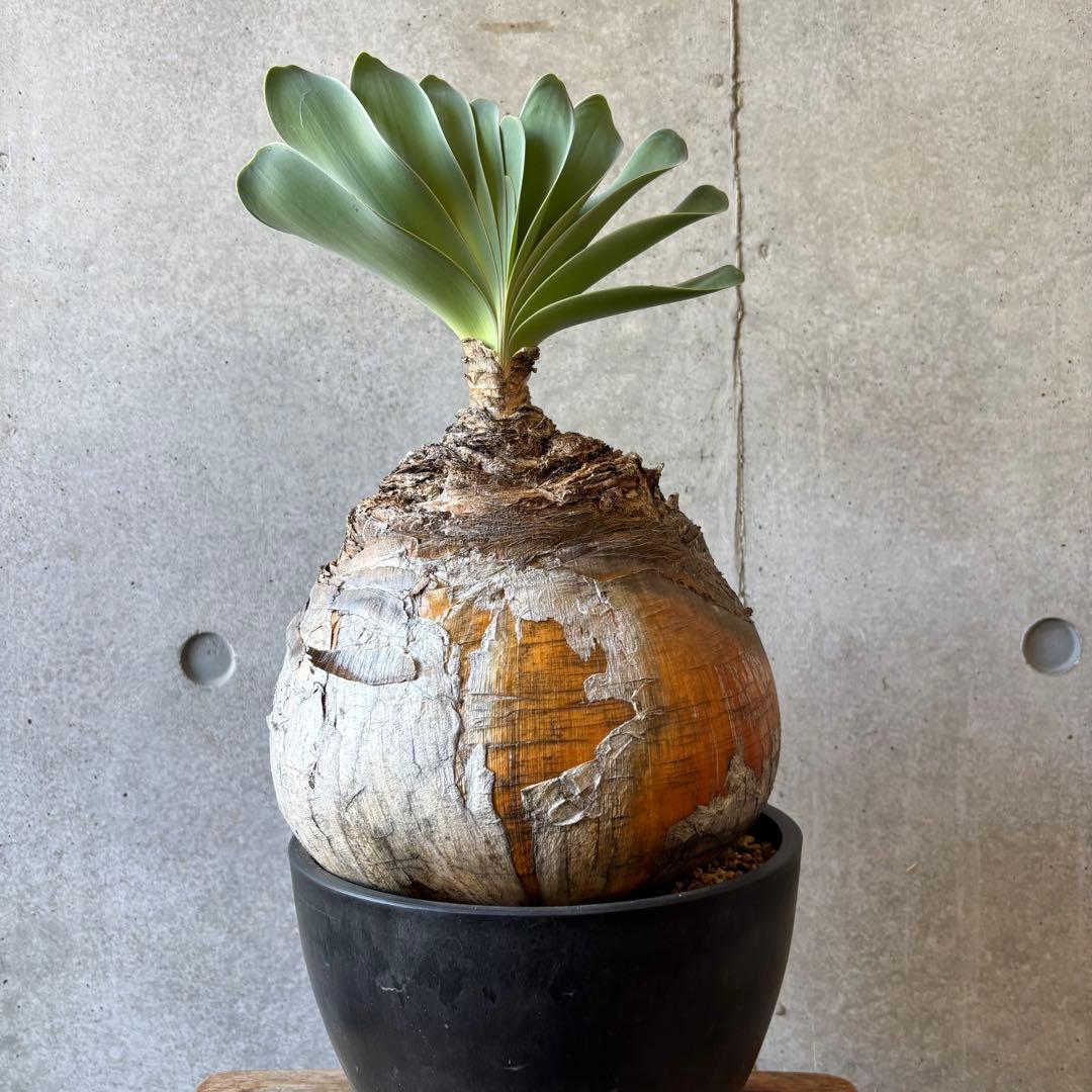 ブーファン ハエマンソイデス 発根済み 現地球株 - メルカリ