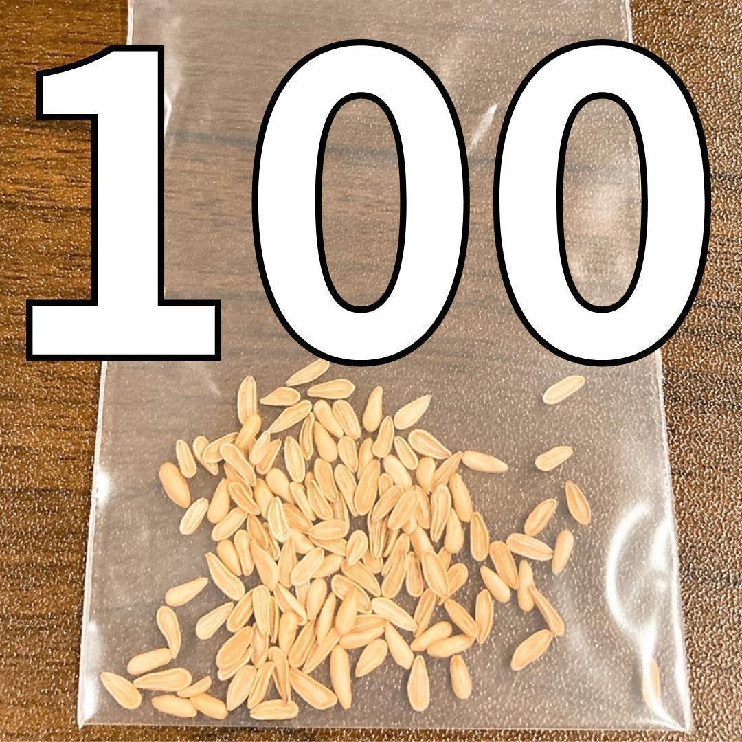 エ*グ様 種子 100粒 象牙宮 パキポディウム グラキリス THE塊根植物 種子 100粒 象牙宮 パキポディウム グラキリス 塊根植物 - メルカリ