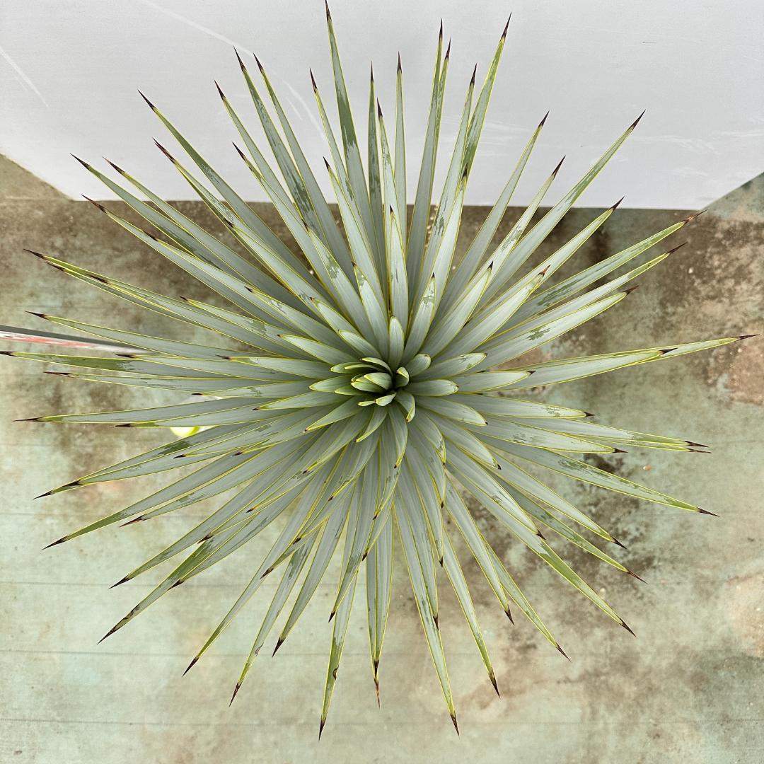 シルバーブルーやや傷や汚れあり