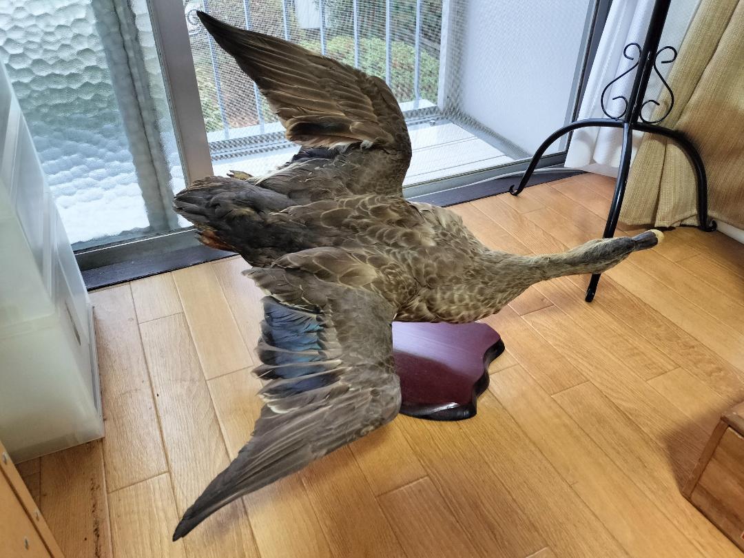 カモの剥製
