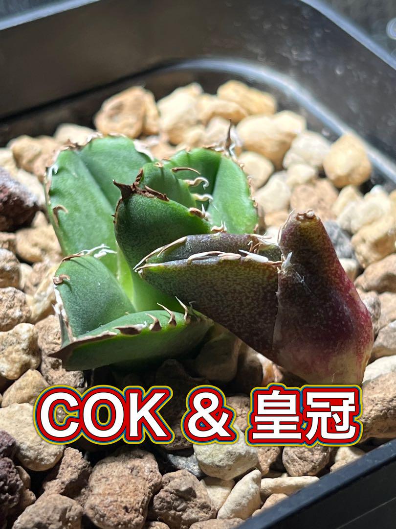 アガベ　cok（追星）&皇冠（クラウン）　セット
