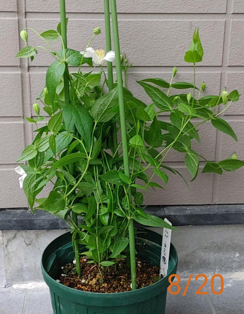 メルカリ クレマチス アルバ 充実株 植物 観葉植物 2 980 中古や未使用のフリマ メルカリ クレマチス アルバ 充実株 植物 観葉植物 2 980 中古や未使用のフリマ