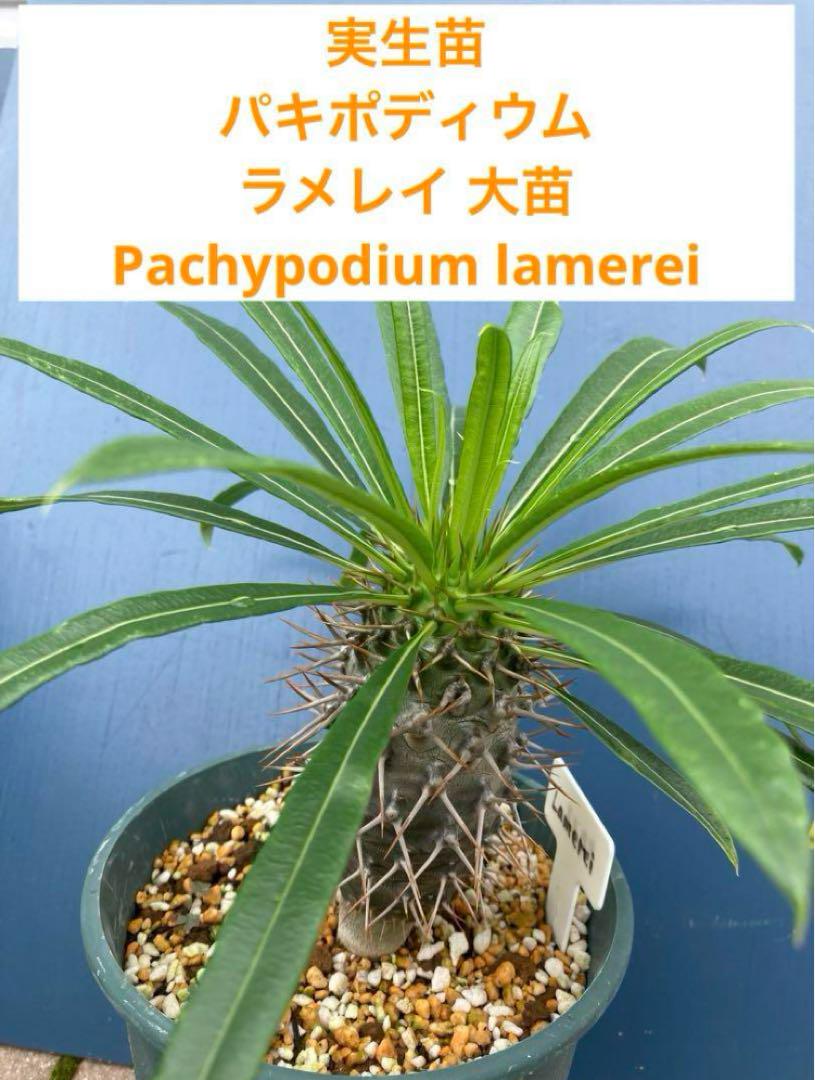 実生苗 パキポディウム ラメレイ 大苗 Pachypodium lamerei塊根植物・コーデックス