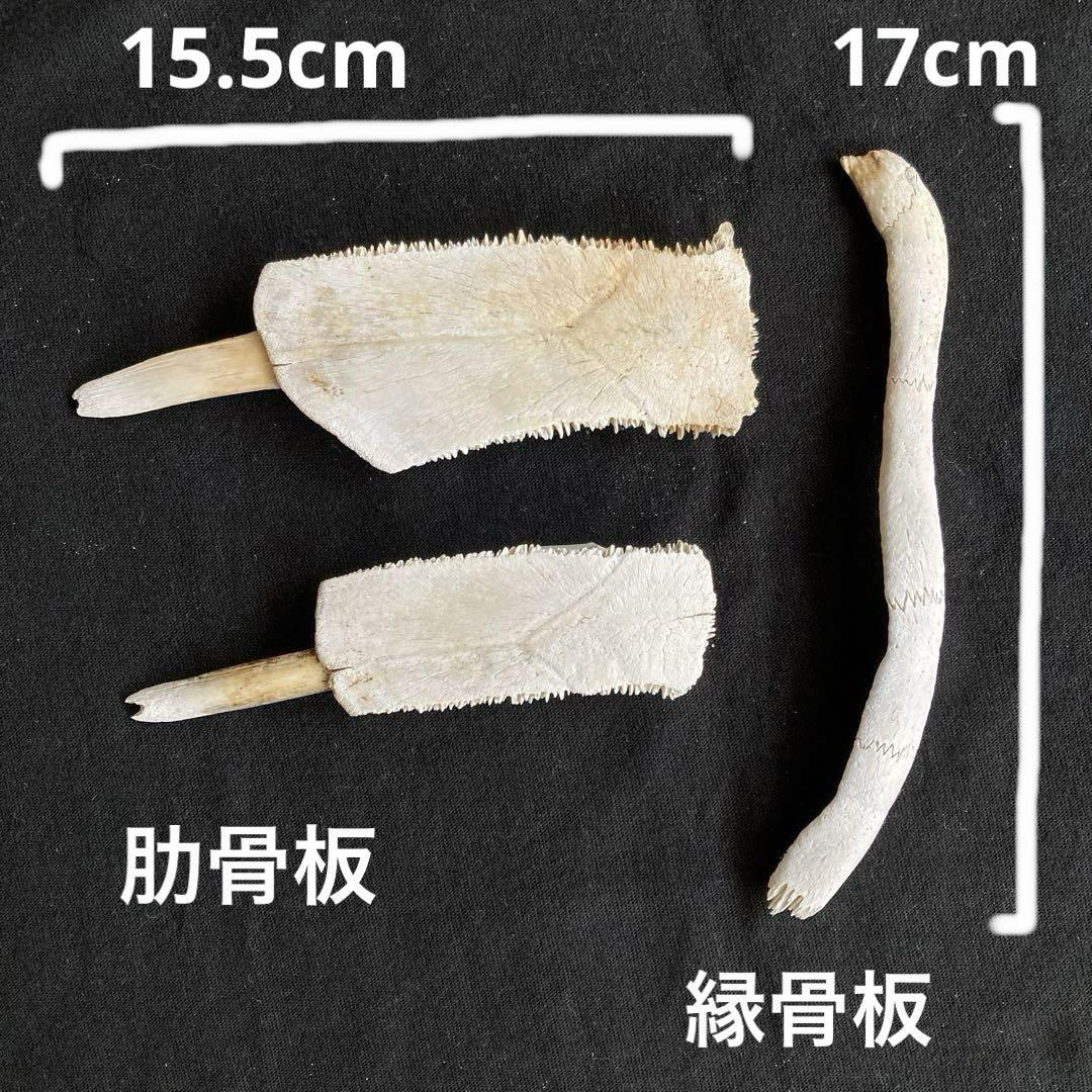 アオウミガメの骨 海亀 骨格標本 - メルカリ