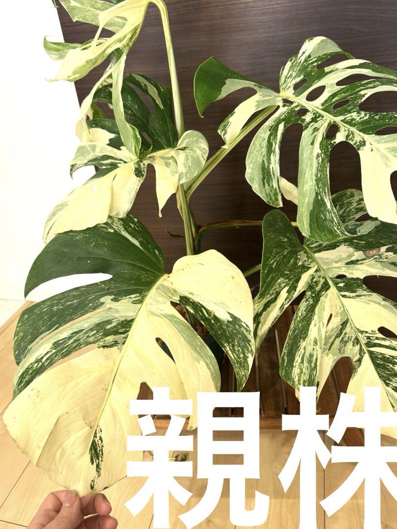 極上親株の茎！斑入りモンステラ ホワイトタイガー ハーフムーン