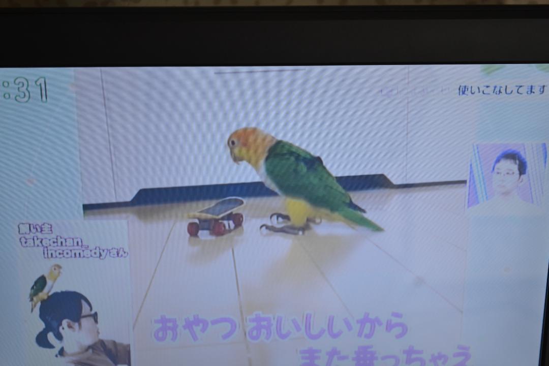 グリーンハウス 13.3型フルセグTV内蔵DVDプレーヤー 13NTV2PDV