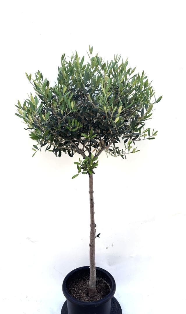 2 サイカス コッツシアーナ オーストラリア産ゴールド ブルー葉