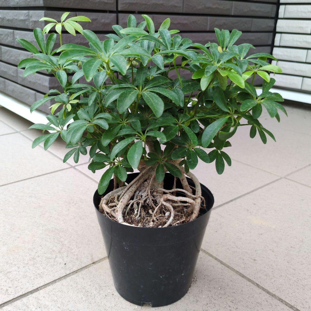観葉植物 シェフレラ コンパクタ ５号鉢　Ｃ
