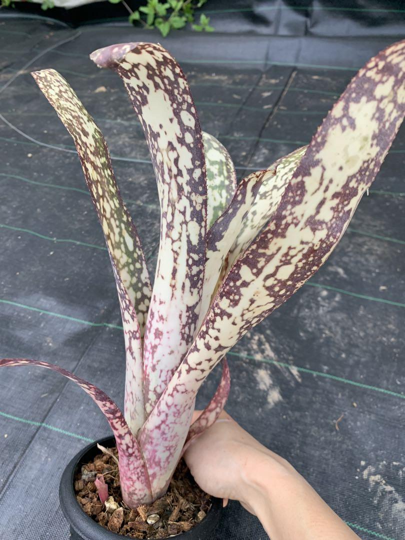 ブロメリア・エアープランツ Billbergia Arribella 楽天市場】(現品) ビルベルギア 'アリベラ' (No.62335) (観葉